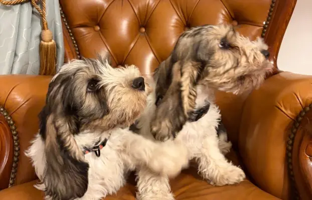 Wesoły szczeniak Petit basset griffon vendeen PBGV 5