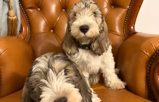 Wesoły szczeniak Petit basset griffon vendeen PBGV 3