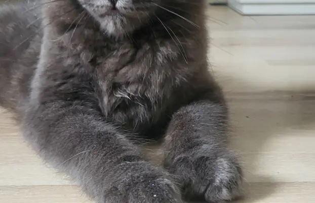 Kocięta Maine Coon 2