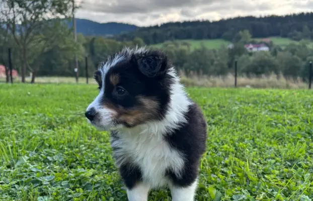 Szczeniaki Border Collie 5