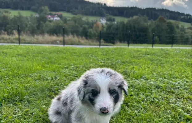 Szczeniaki Border Collie 6