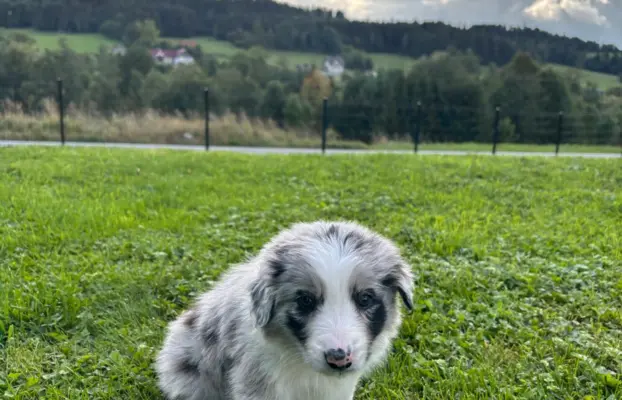 Szczeniaki Border Collie 8