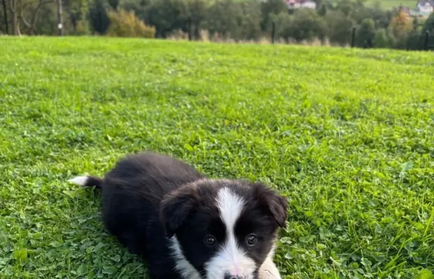 Szczeniaki Border Collie 5