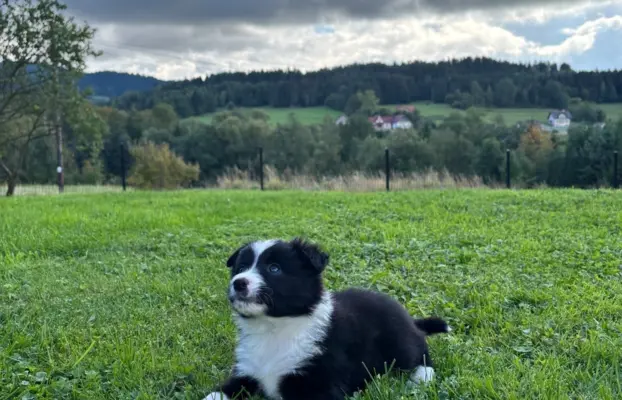 Szczeniaki Border Collie 8