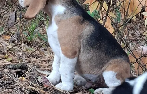Beagle ZKwP 1
