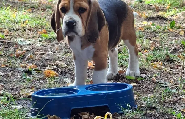Beagle ZKwP 2