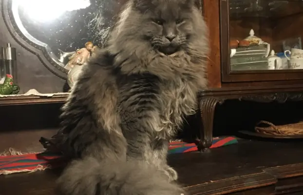 Koteczka Maine Coon FPL 1