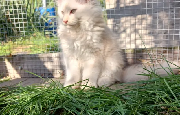 Maine coon- wyjątkowe kocurki szukają domu. 1