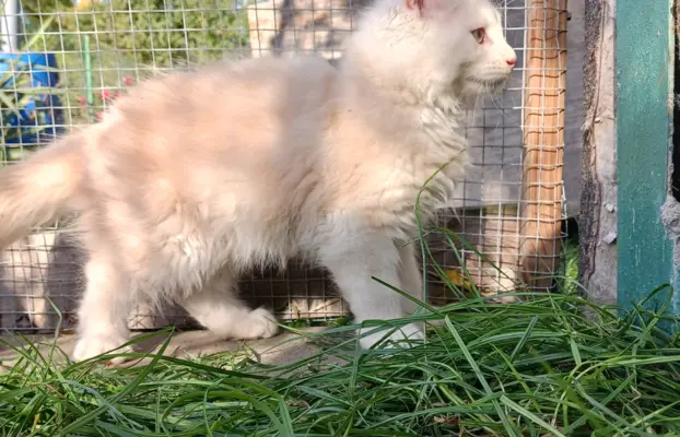 Maine coon- wyjątkowe kocurki szukają domu. 10