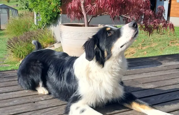 Border Collie - piesek BAGI - z hodowli NEGRESSE 1