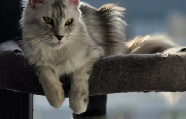maine coon-cudowne kocurki gotowe na nowy dom 12