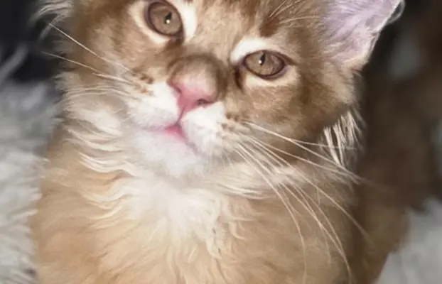 maine coon-cudowne kocurki gotowe na nowy dom 2