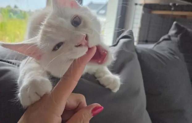 maine coon-cudowne kocurki gotowe na nowy dom 3