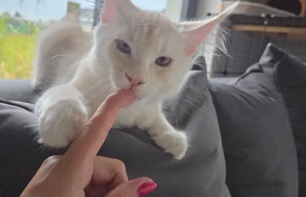 maine coon-cudowne kocurki gotowe na nowy dom 4