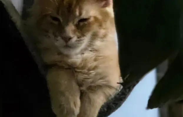 maine coon-cudowne kocurki gotowe na nowy dom 6