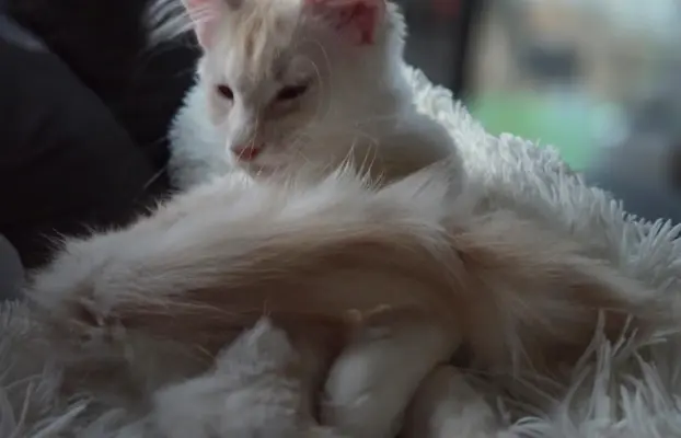 maine coon-cudowne kocurki gotowe na nowy dom 8