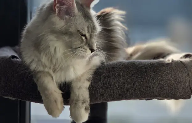 maine coon-cudowne kocurki gotowe na nowy dom 13