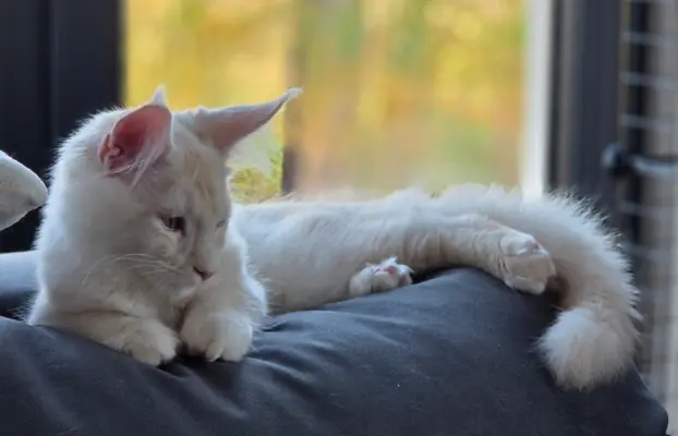 maine coon-cudowne kocurki gotowe na nowy dom 10