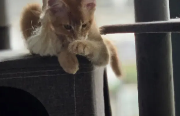 maine coon-cudowne kocurki gotowe na nowy dom 1