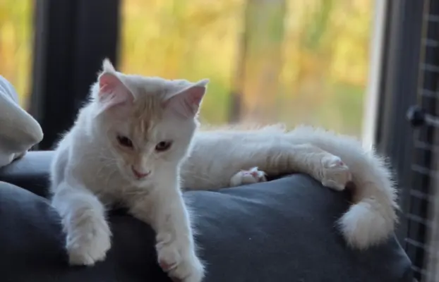 maine coon-cudowne kocurki gotowe na nowy dom 9